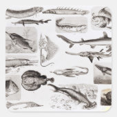 Ichthyologie - Elasmobranchen, Ganoid Quadratischer Aufkleber (Vorderseite)