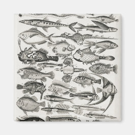 Ichthyologie, Fische, Ozeane, Ichthyologe Magnet