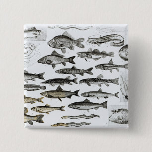Ichthyologie, knöcherne Fische, Marisipobranchs Button
