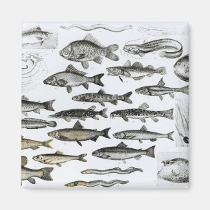 Ichthyologie, knöcherne Fische, Marisipobranchs Magnet