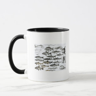 Ichthyologie, knöcherne Fische, Marisipobranchs Tasse