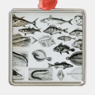 Ichthyologie-knöcherne Fische Silbernes Ornament