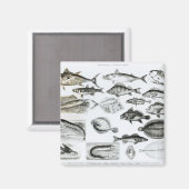 Ichthyologie Osseous Fish Magnet (Vorderseite/Rückseite)