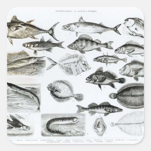 Ichthyologie Osseous Fish Quadratischer Aufkleber (Vorderseite)