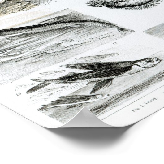 Ichthyology Osseous Fishes Poster (Ecke)