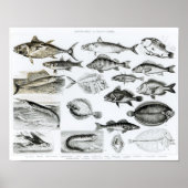 Ichthyology Osseous Fishes Poster (Vorne)