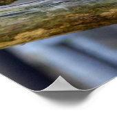 Iconic American Bald Eagle Poster (Ecke)