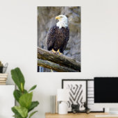 Iconic American Bald Eagle Poster (Heimbüro)