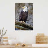 Iconic American Bald Eagle Poster (Küche)