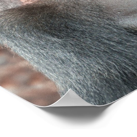 Iconic Silverback - Oumbi enthüllt Poster (Ecke)