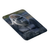 Iconic Silverback Oumbi Magnet (Rechte Seite)