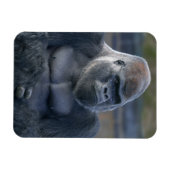 Iconic Silverback Oumbi Magnet (Horizontal)