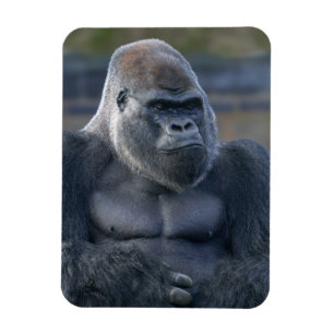 Iconic Silverback Oumbi Magnet