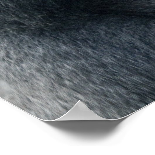 Iconic Silverback Oumbi Poster (Ecke)