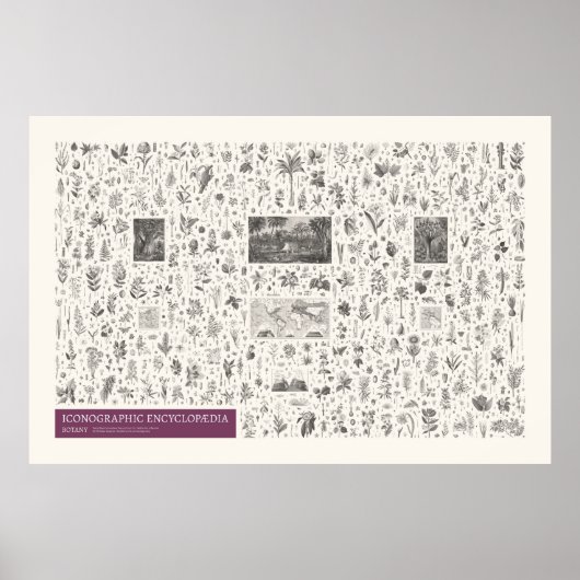 Iconographie - Botanik Poster (Vorne)