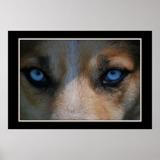Icy Blue Canine Eyes Poster (Vorne)