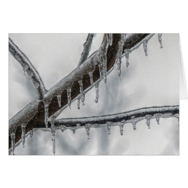 Icy Branch (Vorderseite (Horizontal))