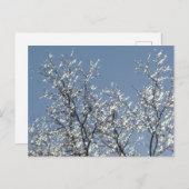 Icy Branches in Winter Blue Sky Postkarte (Vorne/Hinten)