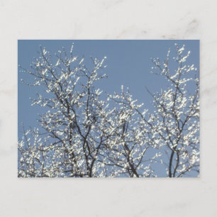 Icy Branches in Winter Blue Sky Postkarte