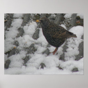 Icy Feet Starling Print Poster