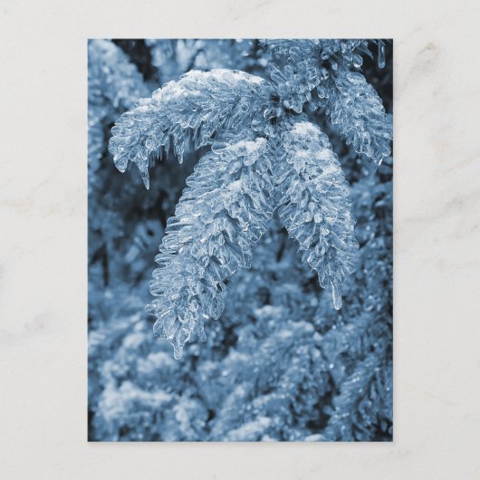 Icy Pine Postkarte (Vorderseite)