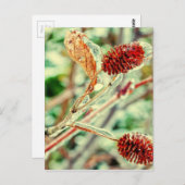 Icy Postkarte (Vorne/Hinten)