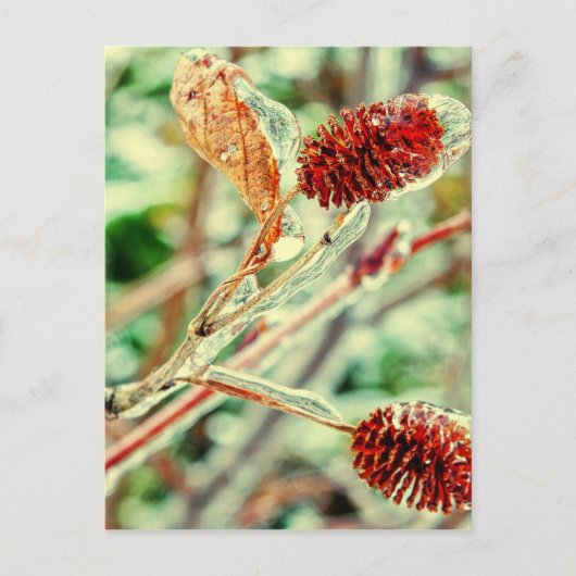 Icy Postkarte (Vorderseite)