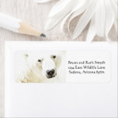 Icy Stare of a Polar Bären (Insitu)