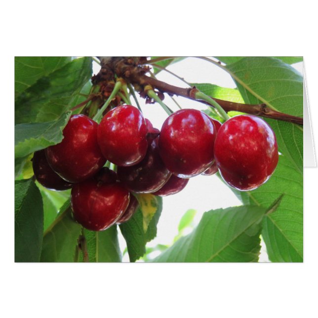 Idaho Cherries (Vorderseite (Horizontal))