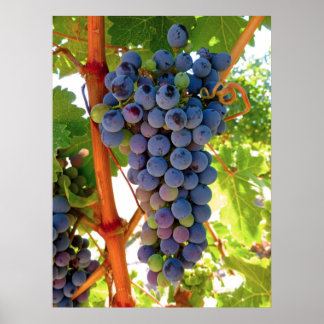 Idaho Concord Grapes Poster
