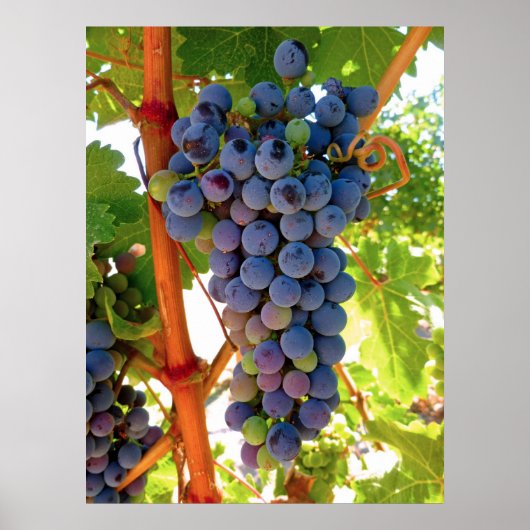 Idaho Concord Grapes Poster (Vorne)