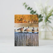 Idaho Falls, kanadische Gänse, Postkarte (Stehend Vorderseite)