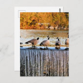 Idaho Falls, kanadische Gänse, Postkarte (Vorne/Hinten)