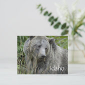 Idaho Grizzlybär Postkarte (Stehend Vorderseite)
