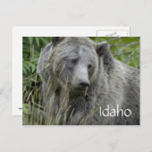 Idaho Grizzlybär Postkarte (Vorne/Hinten)