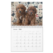 Idaho Jewels Poodles | 2026 Calendar Kalender (Jan 2026)