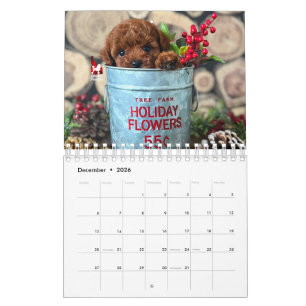 Idaho Jewels Poodles Kalender 2026