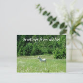 Idaho Meadow - Postcard Postkarte (Stehend Vorderseite)