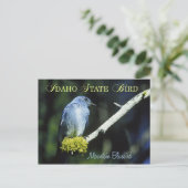 Idaho Staat Bird - Mountain Bluebird Postkarte (Stehend Vorderseite)