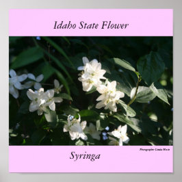 Idaho Staat Blume, die Syringa Poster
