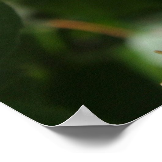 Idaho Staat Blume: Syringa Poster (Ecke)