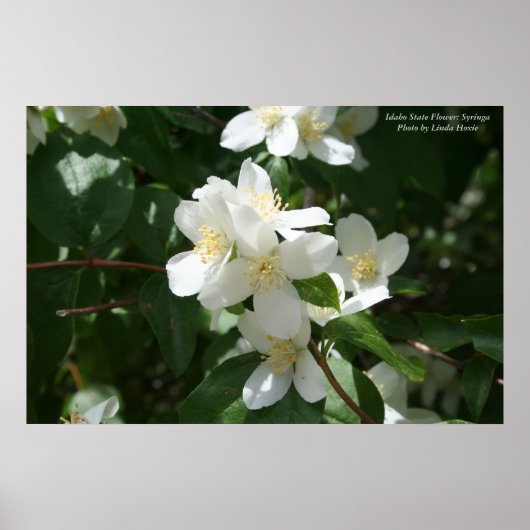 Idaho Staat Blume: Syringa Poster (Vorne)