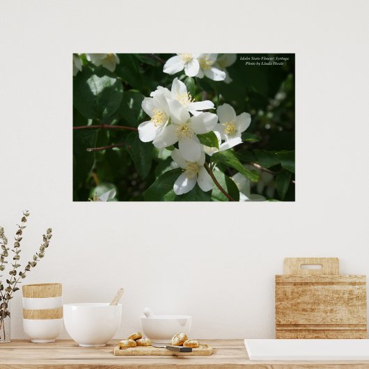 Idaho Staat Blume: Syringa Poster (Küche)