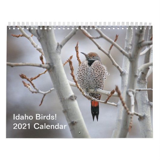 Idaho Vögel! Kalender 2021 (Titelbild)