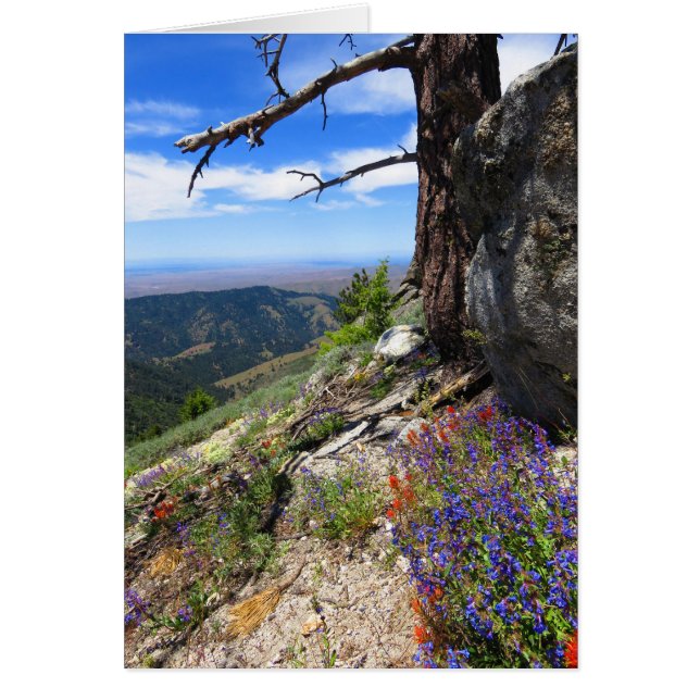 Idaho Wild Blume (Vorne)