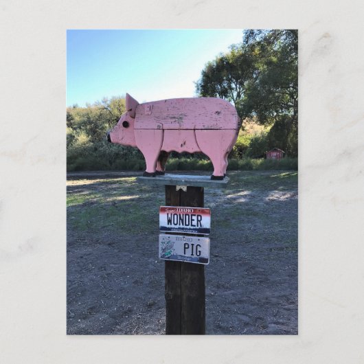 Idaho Wonder Pig, Funny Postkarte (Vorderseite)