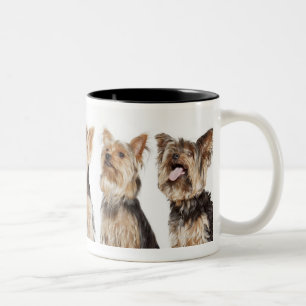 Identische Hunde, die zusammen sitzen Zweifarbige Tasse