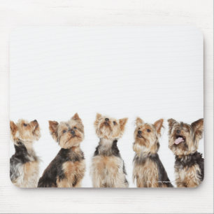Identische Hunde sitzen zusammen Mousepad