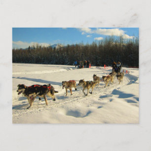 Iditarod-Schlittenhunderennen Postkarte