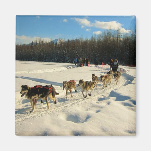 Iditarod Trail Schlittenhunde Magnet (Vorne)